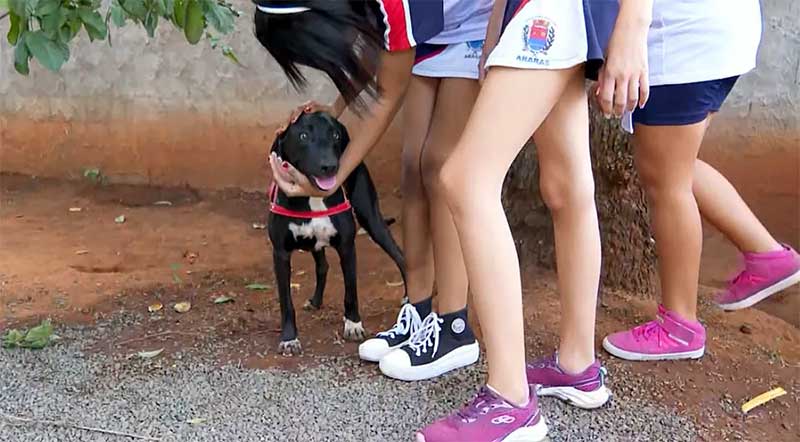 Escola de Araras adota 5 cães abandonados e inclui contato com animais na rotina alunos — Foto: Marcos Pinguim/EPTV