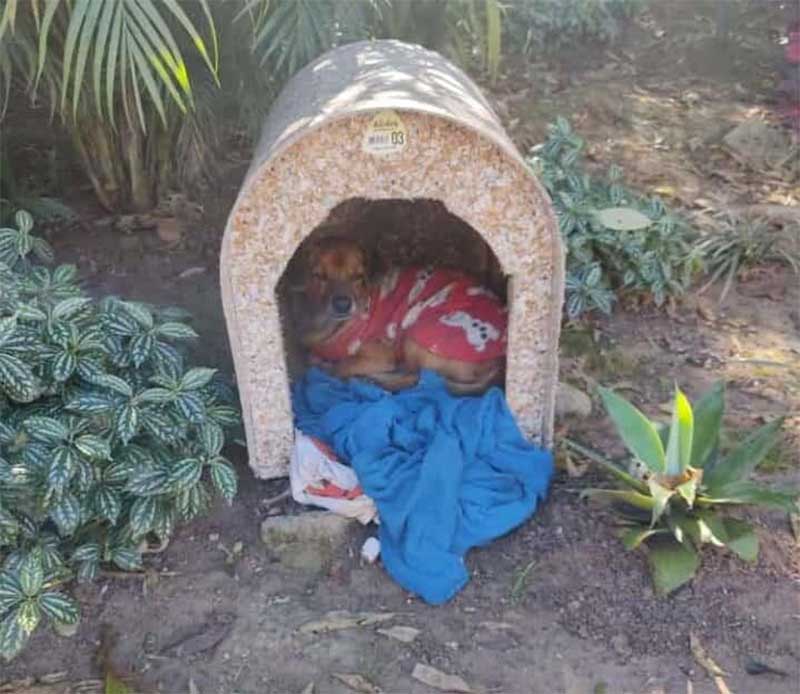 Homem abandona cachorro em uma mata no Jardim Líbano, em Barueri, SP