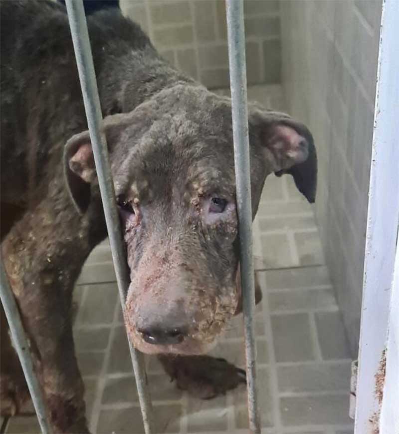 Cachorros desnutridos e machucados são resgatados em Balneário Camboriú, SC