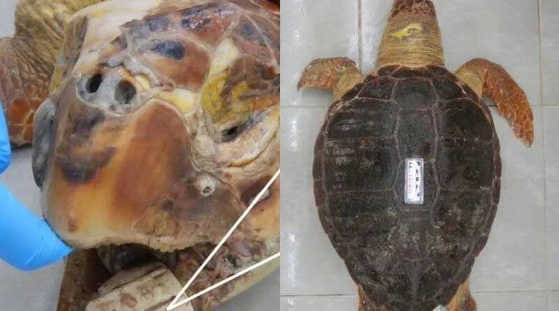 Tartaruga é encontrada morta repleta de sanguessugas e com cano cravado na língua, em Cananéia, SP