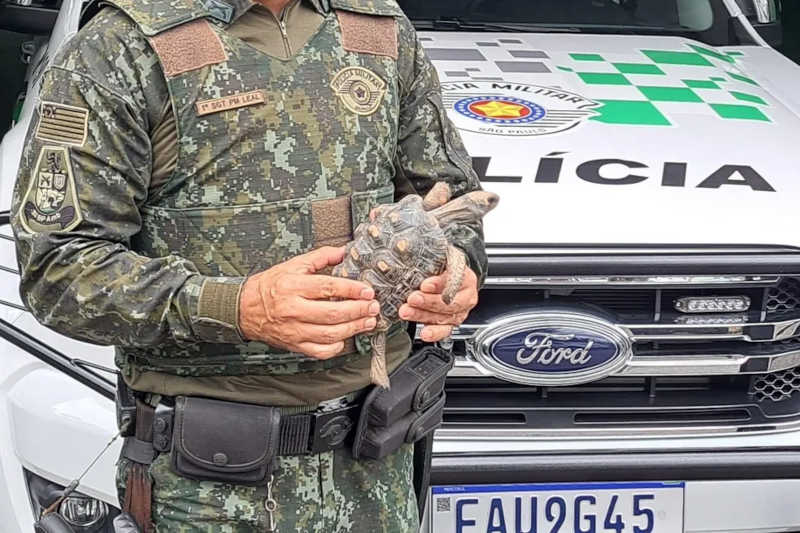 Polícia Ambiental apreende jabuti e multa homem por mantê-lo em cativeiro em Cunha, SP — Foto: Divulgação/Polícia Ambiental

