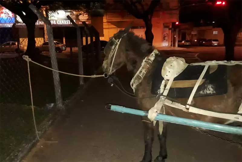 Tutores amarram cavalos em alambrados e vão a show na Expoagro em Franca, SP