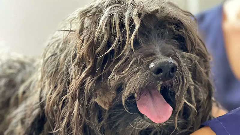 Cão é resgatado em situação de maus-tratos na Vila Real, em Hortolândia, SP