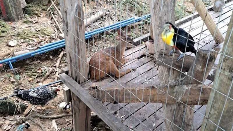 De avestruz a veado-campeiro: dono de pesqueiro em Indaiatuba (sp) é detido suspeito por maus tratos contra 80 animais, diz polícia