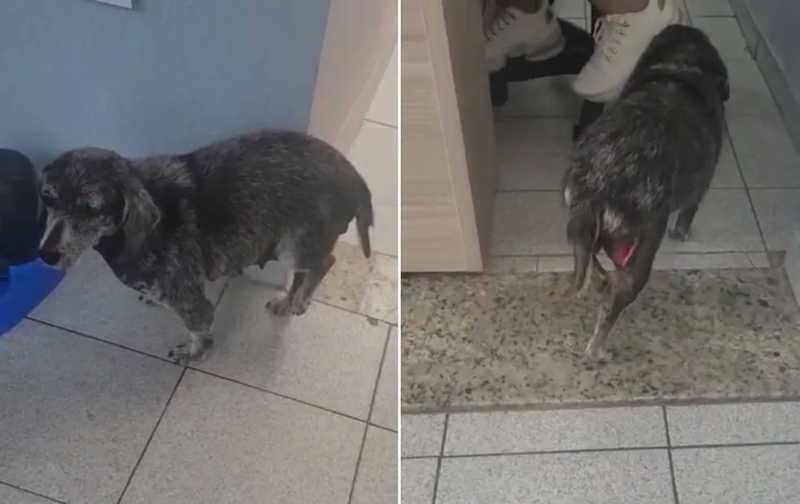 Ativista registra queixa após resgatar cadela com sinais de agressão e mutilação em Jundiaí, SP
