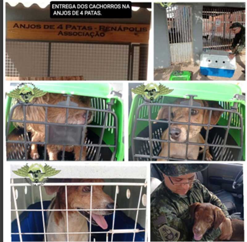 PM Ambiental resgata animais em situação de maus-tratos e cativeiro em Penápolis, SP