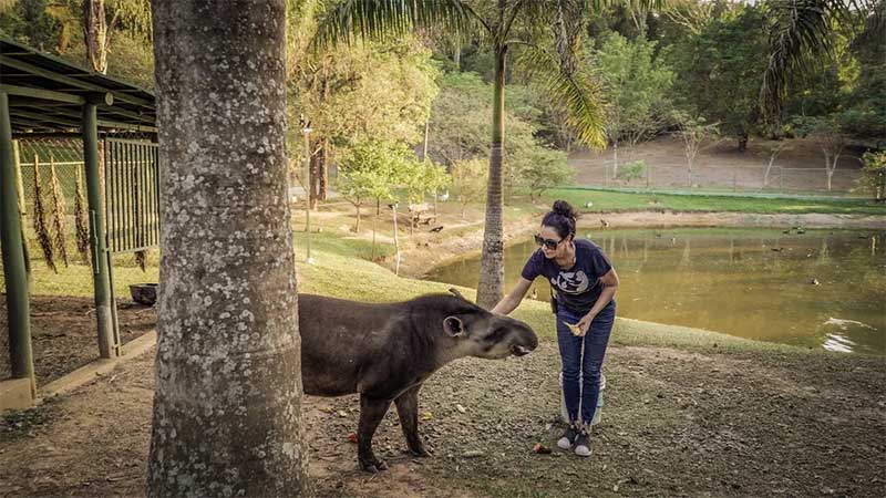 A principal missão do Instituto LiBio é promover a proteção da fauna silvestre brasileira via o manejo responsável, acolhimento, reabilitação, soltura na natureza e educação ambiental — Foto: Raquel Machado