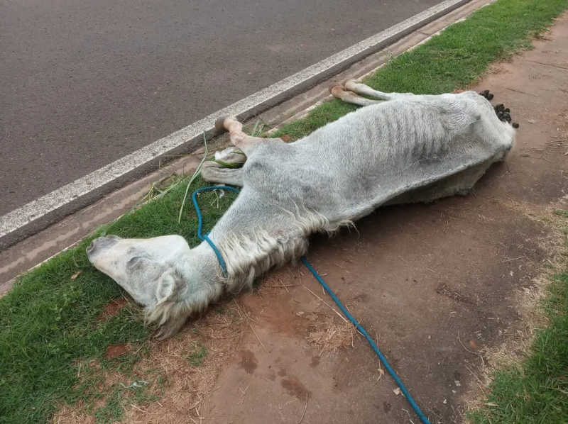 Égua precisou ser sacrificada, no bairro Vida Nova Pacaembu, em Presidente Prudente (SP) — Foto: Polícia Ambiental