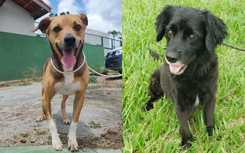 Resgatados em rodovias após atropelamento ou abandono, animais buscam lares em Ribeirão Preto, SP