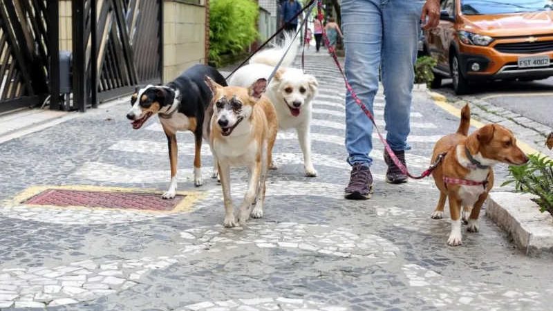 Lei determina que condomínios e comércios denunciem maus-tratos a animais em Santos, SP