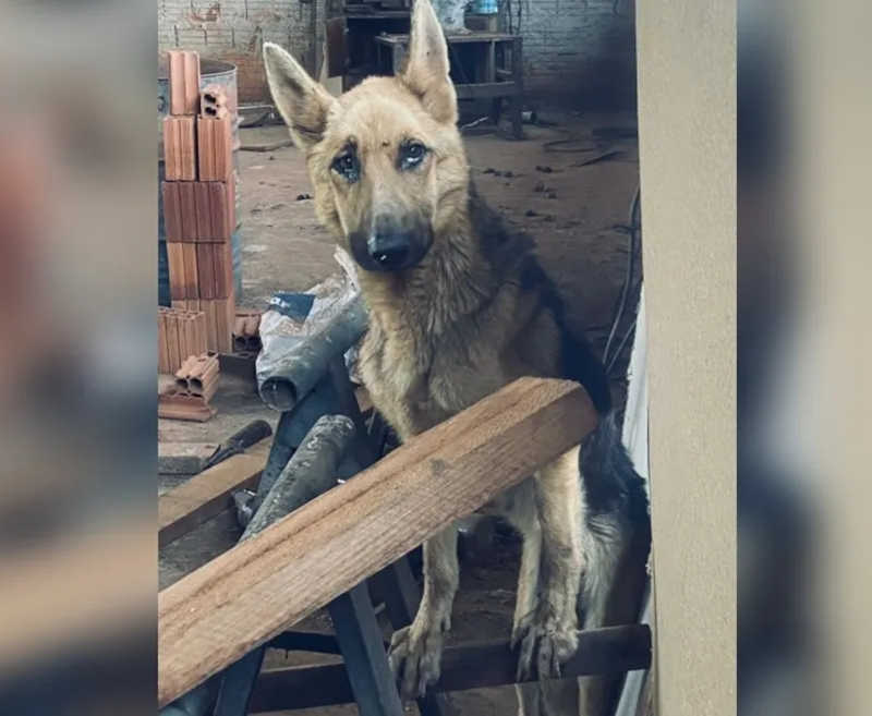 Cães e jabuti são encontrados em situação de maus-tratos após denúncia em Rio Preto, SP
