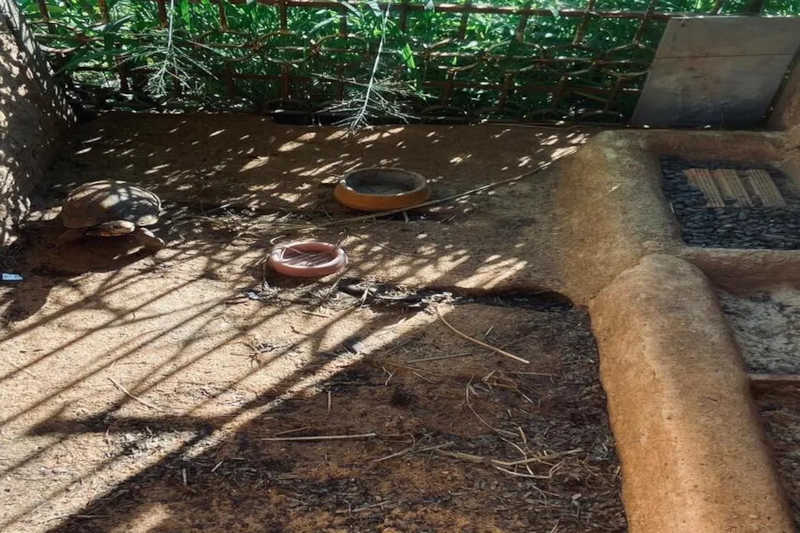 Jabuti foi encontrado sem água e comida — Foto: Prefeitura de Rio Preto/Divulgação