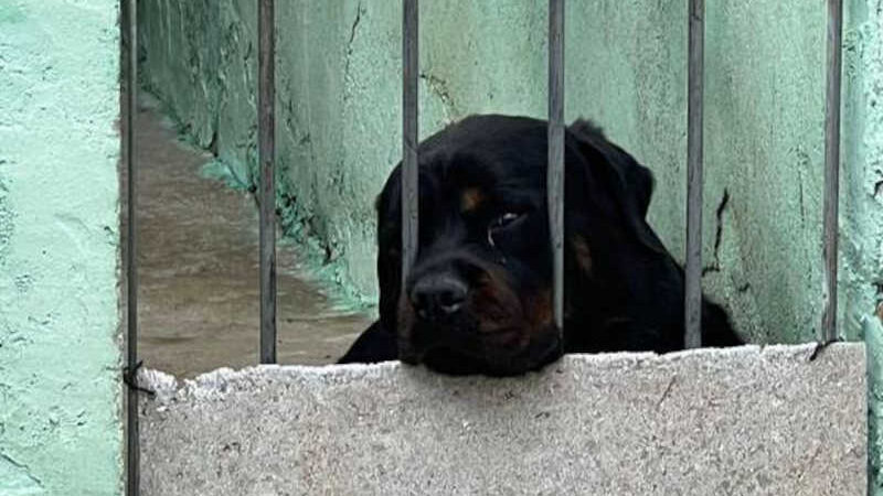 Polícia Civil resgata cachorros que sofriam maus-tratos em canil clandestino na zona norte de SP