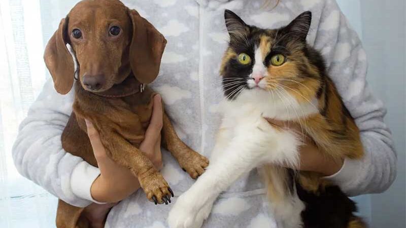 Castramóvel faz cirurgias gratuitas em cães e gatos de São João da Boa Vista, SP; veja como cadastrar
