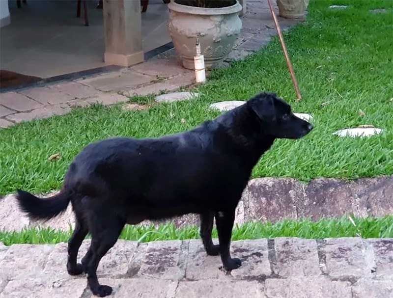 A cachorrinha Café foi morta queimada em São João da Boa Vista — Foto: Reprodução/Instagram