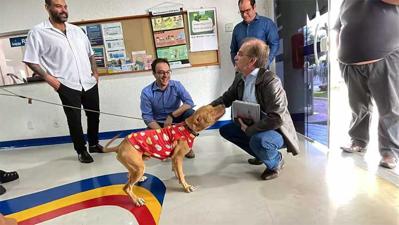 Cão Thor engorda 4,4 kg após ser resgatado de maus-tratos e irá para adoção