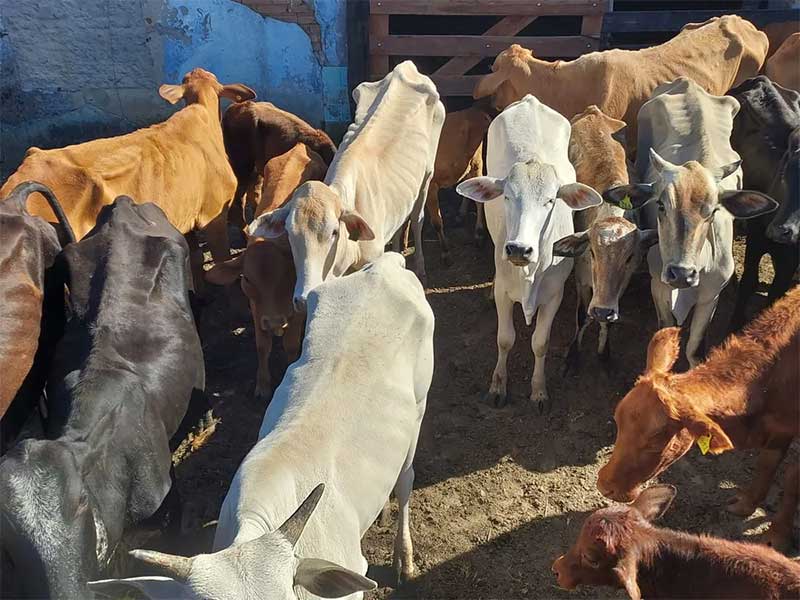 Polícia Ambiental apreende 57 bovinos em situações de maus-tratos em Taubaté, SP — Foto: Divulgação/Polícia Ambiental