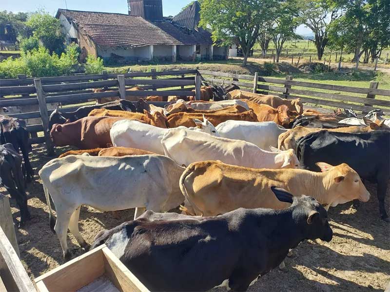 Polícia Ambiental apreende 57 bovinos em situações de maus-tratos em Taubaté, SP — Foto: Divulgação/Polícia Ambiental