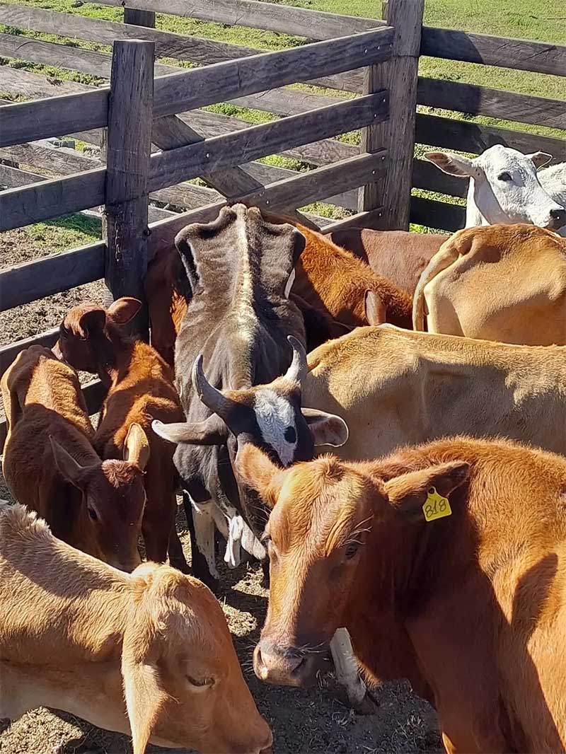 Polícia Ambiental resgata 57 bovinos em situação de maus-tratos em Taubaté, SP
