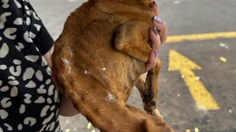 Mulher é denunciada após quatro cachorros serem encontrados com sinais graves de maus-tratos em Rio Preto, SP