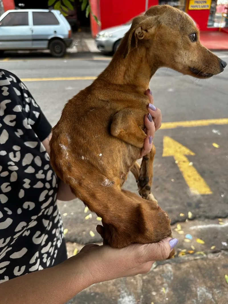 Mulher é denunciada após quatro cachorros serem encontrados com sinais graves de maus-tratos em Rio Preto, SP