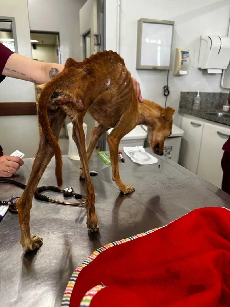 Animais estavam em estado caquético, com lesões na pele e dificuldades de locomoção — Foto: Secretaria de Bem-estar Animal/Divulgação