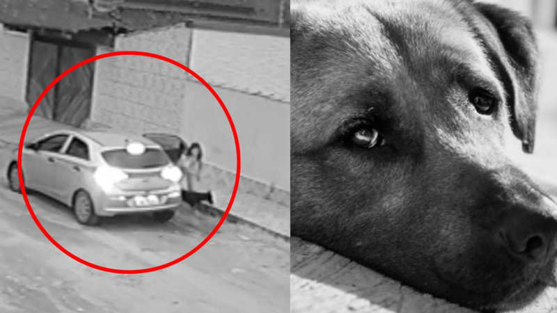 Cachorro é jogado na rua pela tutora e corre atrás do carro em desespero, em Ubatuba, SP