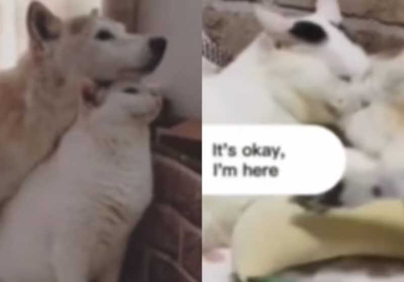 Gatinho cuida de cãozinho com demência e emociona web; vídeo