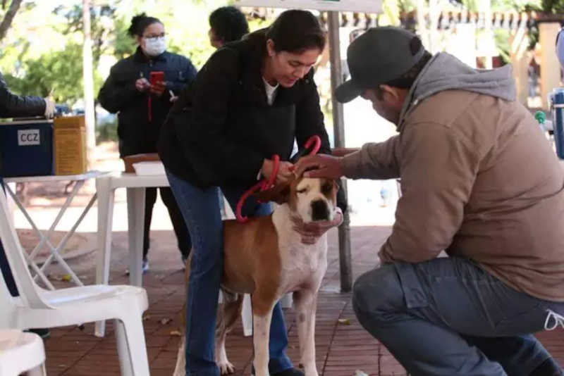 O vira-lata Tarugo recebendo carinho durante ação de prevenção da doença, promovido pela Prefeitura de Campo Grande, na Praça Ary Coelho. (Foto: Marcos Maluf)
