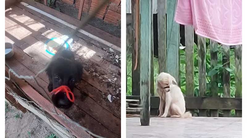 Homem que mantinha cães amarrados pelo focinho há 1 ano é preso por maus-tratos no interior do Acre