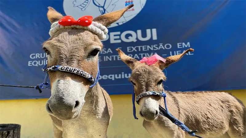 Jumentos são resgatados de abate e campanha busca adoção responsável para eles em Alagoas