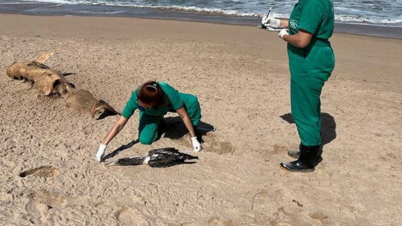 Três animais marinhos são encontrados mortos em praias de Maceió, AL