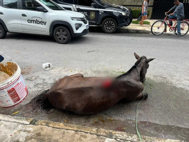 Égua vítima de maus-tratos é resgatada pela polícia na Ponta Verde, Maceió, AL