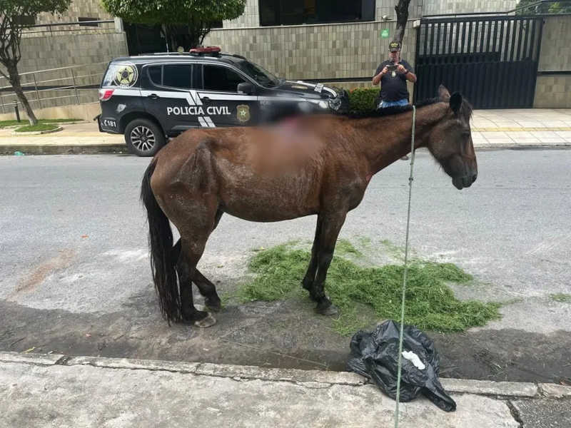 Égua vítima de maus-tratos foi abandonada por carroceiro na Ponta Verde, em Maceió — Foto: Polícia Civil de Alagoas