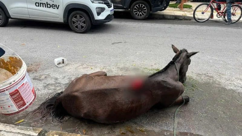 Tutor confessa que agrediu e abandonou égua em Maceió (AL) e vai responder pelo crime de maus-tratos