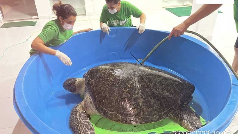 Tartaruga gigante é resgatada com vida em praia de Alagoas