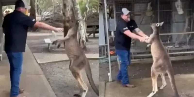 Vídeo de canguru ‘lutando’ com turista em parque na Austrália viraliza; veja