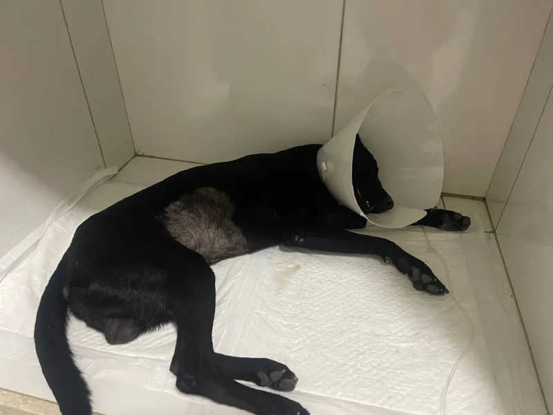 Suspeito de espancar cachorro a pauladas na BA tem prisão preventiva decretada; animal foi atingido com pelo menos 8 golpes