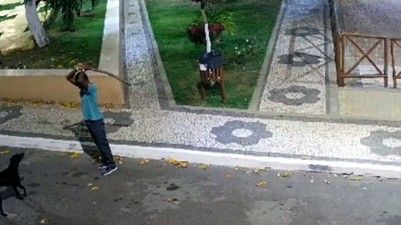 Pizzaria afasta funcionário flagrado agredindo cachorro a pauladas na Bahia
