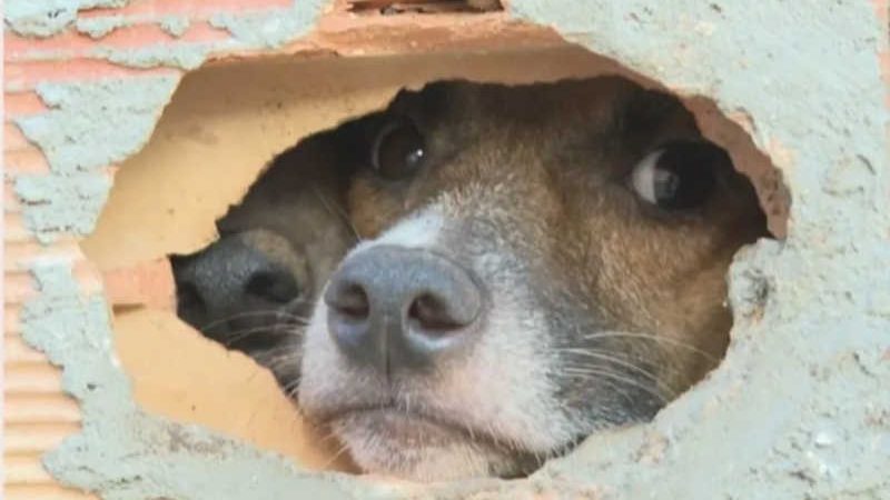 Prefeitura de Salvador tentar monitorar adequações em imóvel com cães abandonados, mas tutores não são localizados