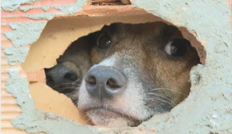 Moradores pedem ajuda para resgate de cachorros abandonados em imóvel na BA — Foto: Reprodução/TV Bahia