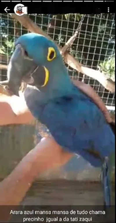 Traficante anuncia arara-azul "no precinho" em seu Whatsapp. Animal está em exinção. Foto: Arquivo