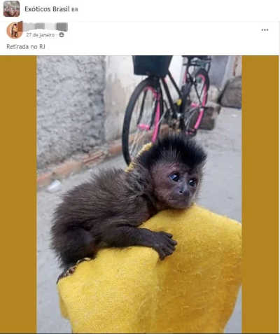Macacos-pregos recém-nascidos são anunciados para venda em grupos on-line. Foto: Arquivo
