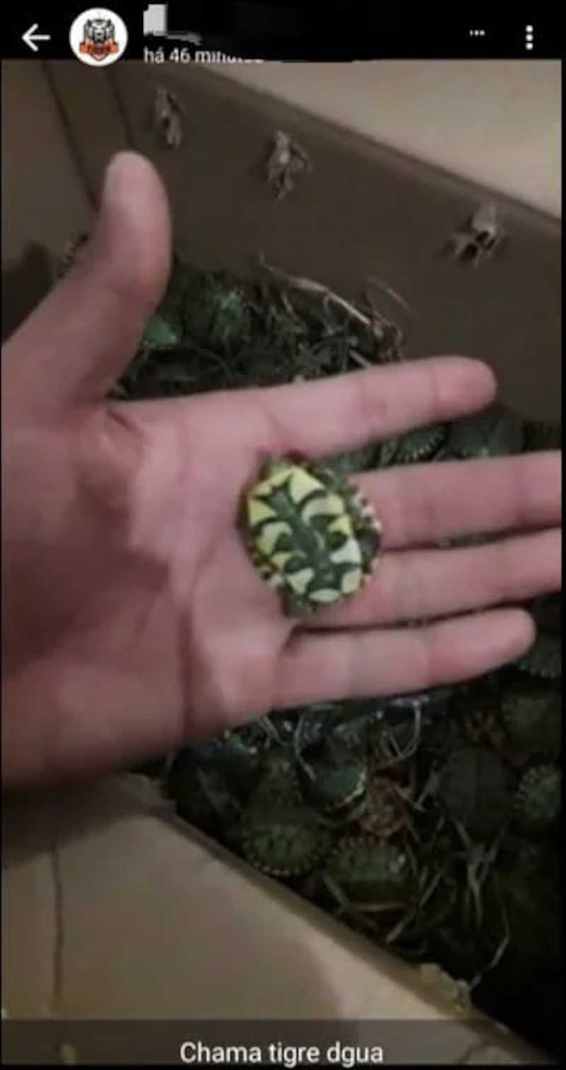 No WhatsApp, tartarugas tigre d'água são mostraads amontoadas disponíveis para venda.