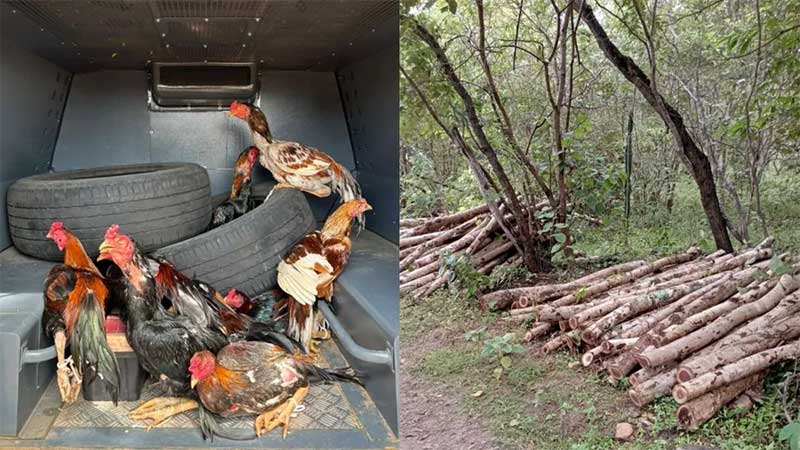 Homens são presos por manter galos aprisionados para rinhas, extração ilegal de madeira e outros crimes ambientais, no interior do Ceará