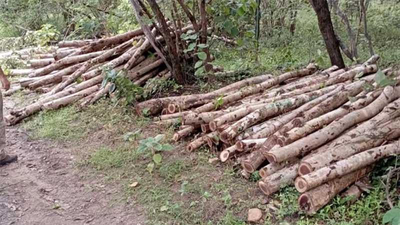 Os homens estavam realizando o desmatamento de uma floresta sem autorização. — Foto: Divulgação/SSPDS