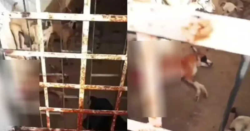 Canil público é investigado por maus-tratos após cachorro ser visto devorando cadáver de outro cão, no interior do Ceará