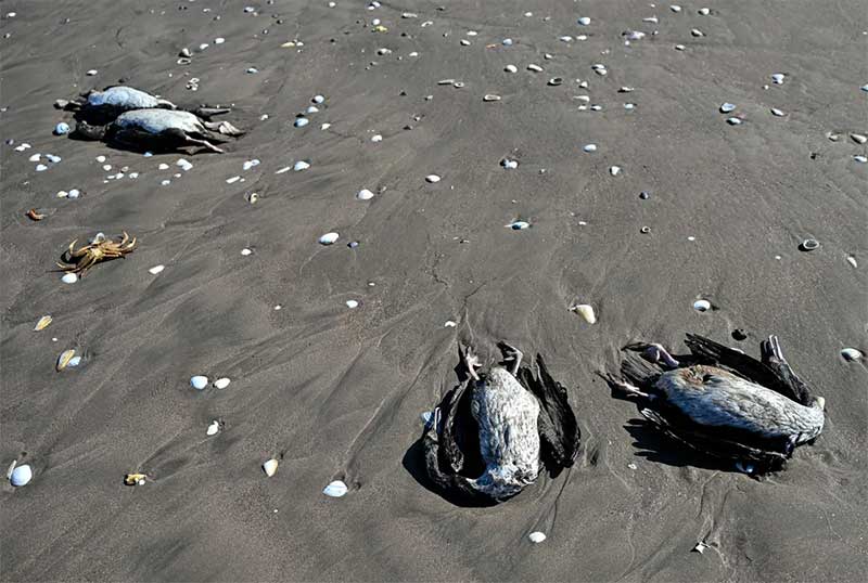 O mistério no Chile: 3.500 aves marinhas morreram e não se sabe por que