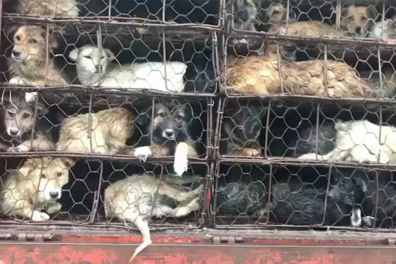 Ativistas tentam resgatar animais sequestrados para Festival de carne de cachorro na China, diz jornal