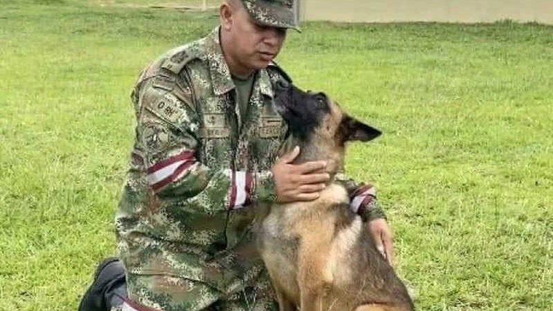 Exército da Colômbia diz que é improvável que Wilson, cão que participou de buscas de crianças desaparecidas, seja resgatado